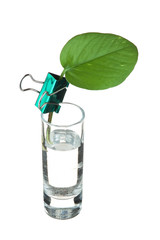 green leaf in a glass
