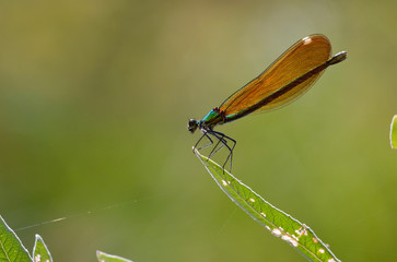 Dragonfly side shot