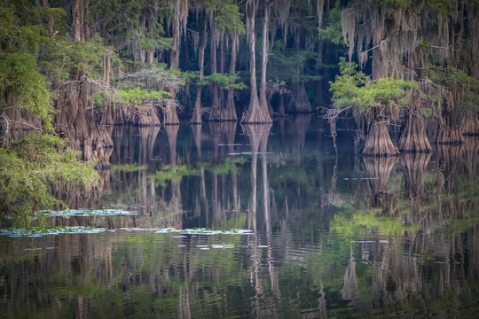 Caddo Lake Bald Cypress