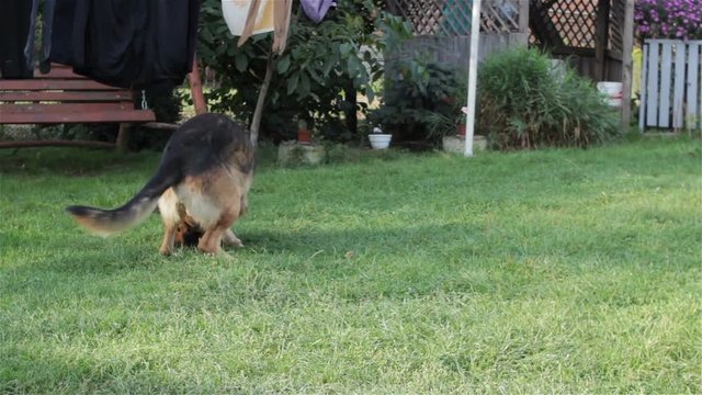 Dog plays with the mouse/dog hunting  and mouse played on grass very funny video