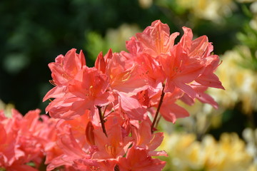 Beautiful pink rhododendron flowers in the garden 
