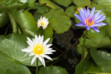 Purple lotus Water lily with green leaves in pond