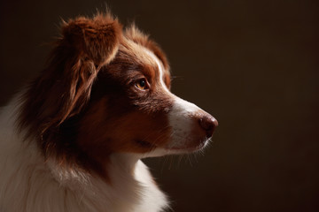Australian Shepherd im Studio