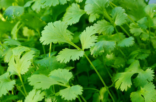 Health benefits of coriander. 
Coriander is loaded with antioxidants, vitamin-A, vitamin-C and minerals.
Many coriander on field.