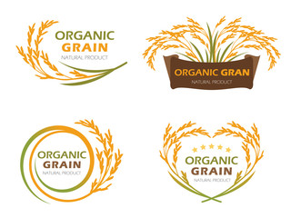 Yellow paddy rice organic grain products and healthy food banner sign vector set design