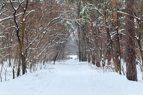 Fototapeta Pine forest in the winter with a long road