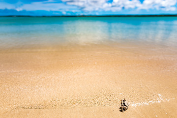 Crab, beach, landscape. Okinawa, Japan, Asia.