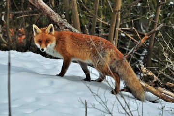 Renard roux (Vulpes vulpes)