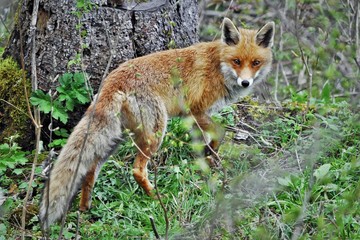 Renard roux (Vulpes vulpes)