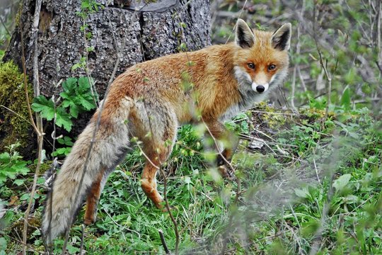 Renard roux (Vulpes vulpes)