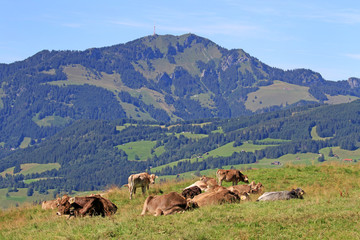 Fototapeta na wymiar Eine Herde Kühe vor dem Allgäuer Grünten 