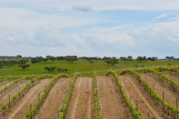 Fototapeta na wymiar Portugal vine landscape