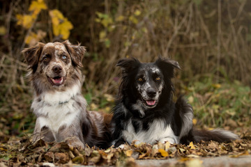 Zwei beste Aussie-Freunde