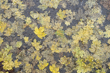 Full frame background of fall leaves pressed into the asphalt of a wet autumn street 
