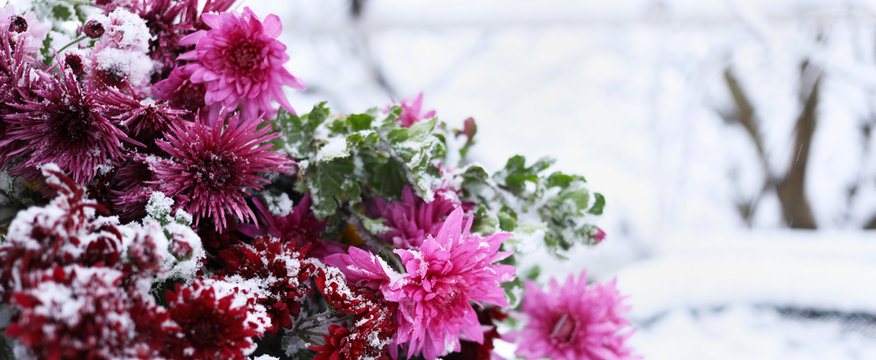 Chrysanthemum Under Snow. Winter Flowers.