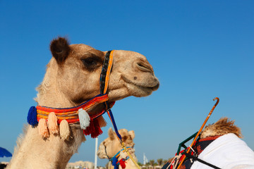 Camels on the beach in Dubai Marina