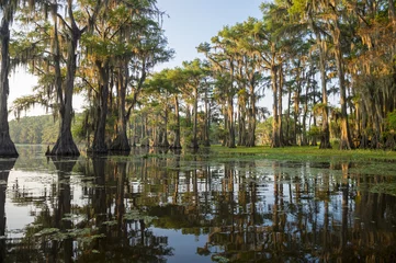 Fotobehang Classic bayou swamp scene of the American South featuring bald cypress trees reflecting on murky water in Caddo Lake, Texas, USA © lazyllama