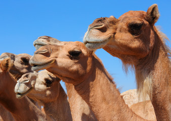 Obraz premium Camels in the desert