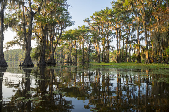 Classic bayou swamp scene of the American South featuring bald cypress trees reflecting on murky water in Caddo Lake, Texas, USA