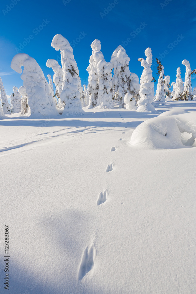 Sticker frozen heavy snow on trees in lapland