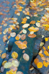 Yellow autumn leaves on a wet wooden bench