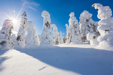 Fototapeta na wymiar Frozen heavy snow on trees in Lapland