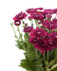 dark red spray chrysanthemums