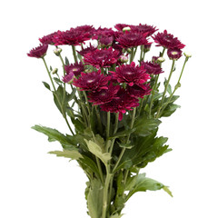dark red spray chrysanthemums © Tamara Kulikova