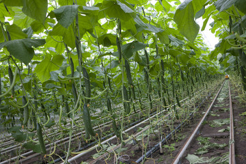 Cucumber growing in greenhouse. Food. Vegetable. Netherlands. Horticulture.