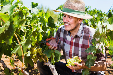 Mature  man picking ripe grapes on vineyard