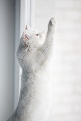 White cat near the window - 127284819