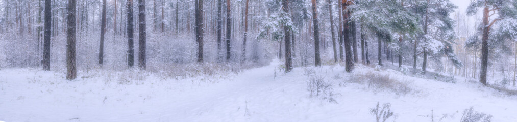 Panoramic view of  winter pine forest with a tree in frost. The mysterious atmosphere of snowfall