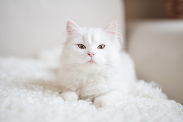White cat - 127285041