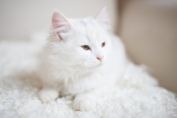 White cat - 127285207