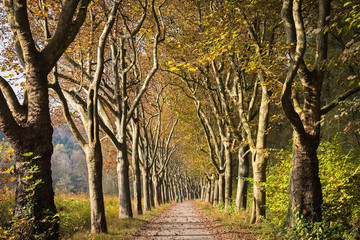 Platan alley in autumn park, Germany