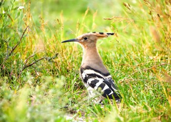 Hoopoe (Upupa epops) on a meadow