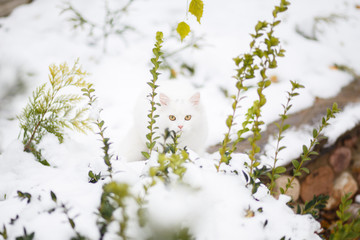 White cat in the snow