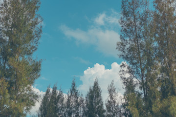 image of pine tree and blue sky .