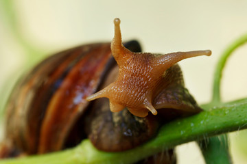 the big Achatina snail