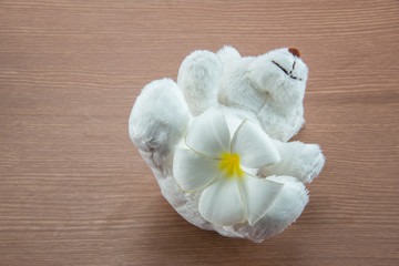 White Teddy Bear toy on a wooden