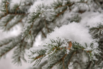 branch spruce snow winter needles