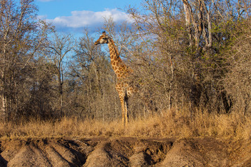 Giraffes in the African savannah

