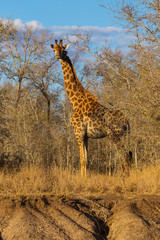 Giraffes in the African savannah
