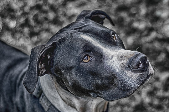 Pitbull Dog