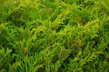 Green juniper bushes in a city park