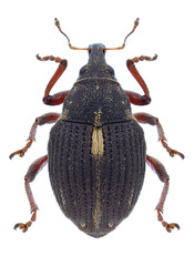 Beetle Rhinoncus leucostigma on a white background
