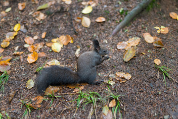 The dark gray squirrel gnaws flatterly nut