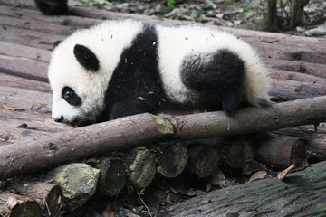 Obraz premium Baby Panda on the Playground