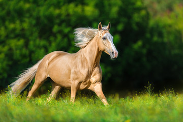 Fototapeta premium Beautiful palomino horse with long blond mane run on spring meadow