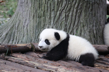 Obraz premium Baby Panda on the Playground